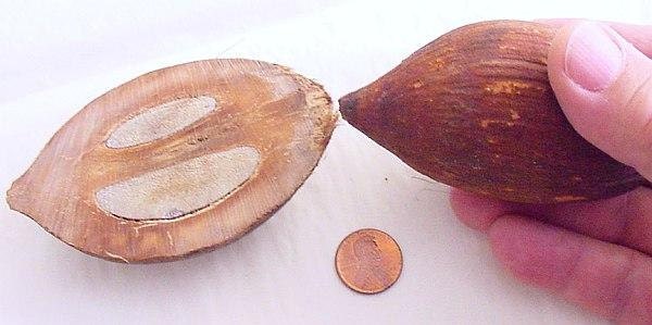 Prayer Worry Beads Tesbih Rosary : Kuka by Egyptian Master carver - with Sterling - Collector's item